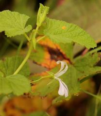 Pelargonium dispar