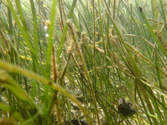 Zostera noltei