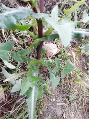 Sonchus oleraceus