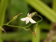 Lobelia vanreenensis