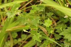 Lobelia vanreenensis