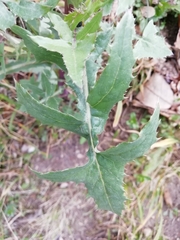 Sonchus oleraceus