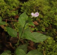 Hypoestes triflora