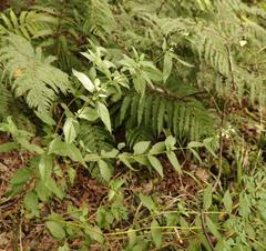 Lithospermum afromontanum