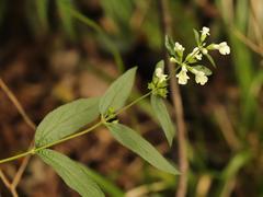 Lithospermum afromontanum