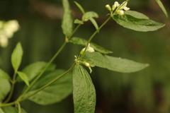 Lithospermum afromontanum