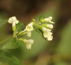 Lithospermum afromontanum