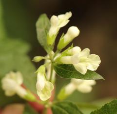 Lithospermum afromontanum