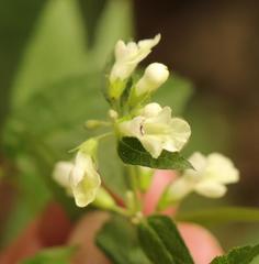 Lithospermum afromontanum