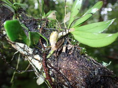 Sarcochilus