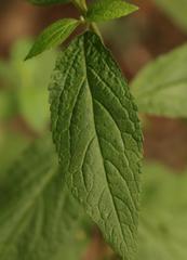 Lithospermum afromontanum