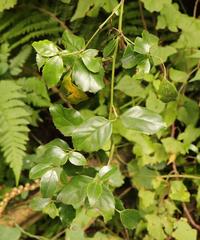 Cassinopsis ilicifolia