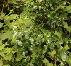 Cassinopsis ilicifolia