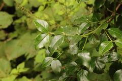 Cassinopsis ilicifolia