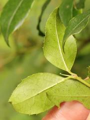 Cassinopsis ilicifolia