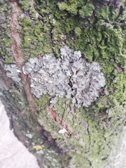 Pleurosticta acetabulum