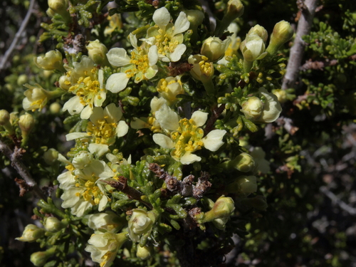 desert bitterbrush