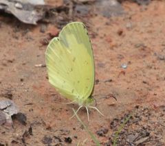 Eurema hecabe solifera