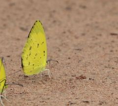 Eurema hecabe solifera