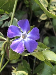 Vinca major