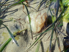 Phallusia mammillata