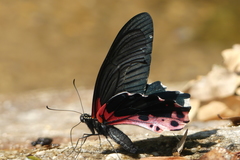 Papilio alcmenor
