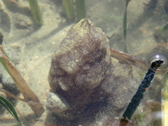 Phallusia mammillata