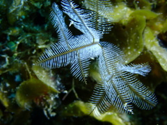 Macrorhynchia philippina
