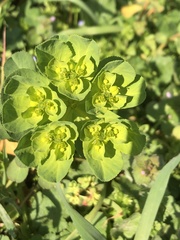 Euphorbia helioscopia