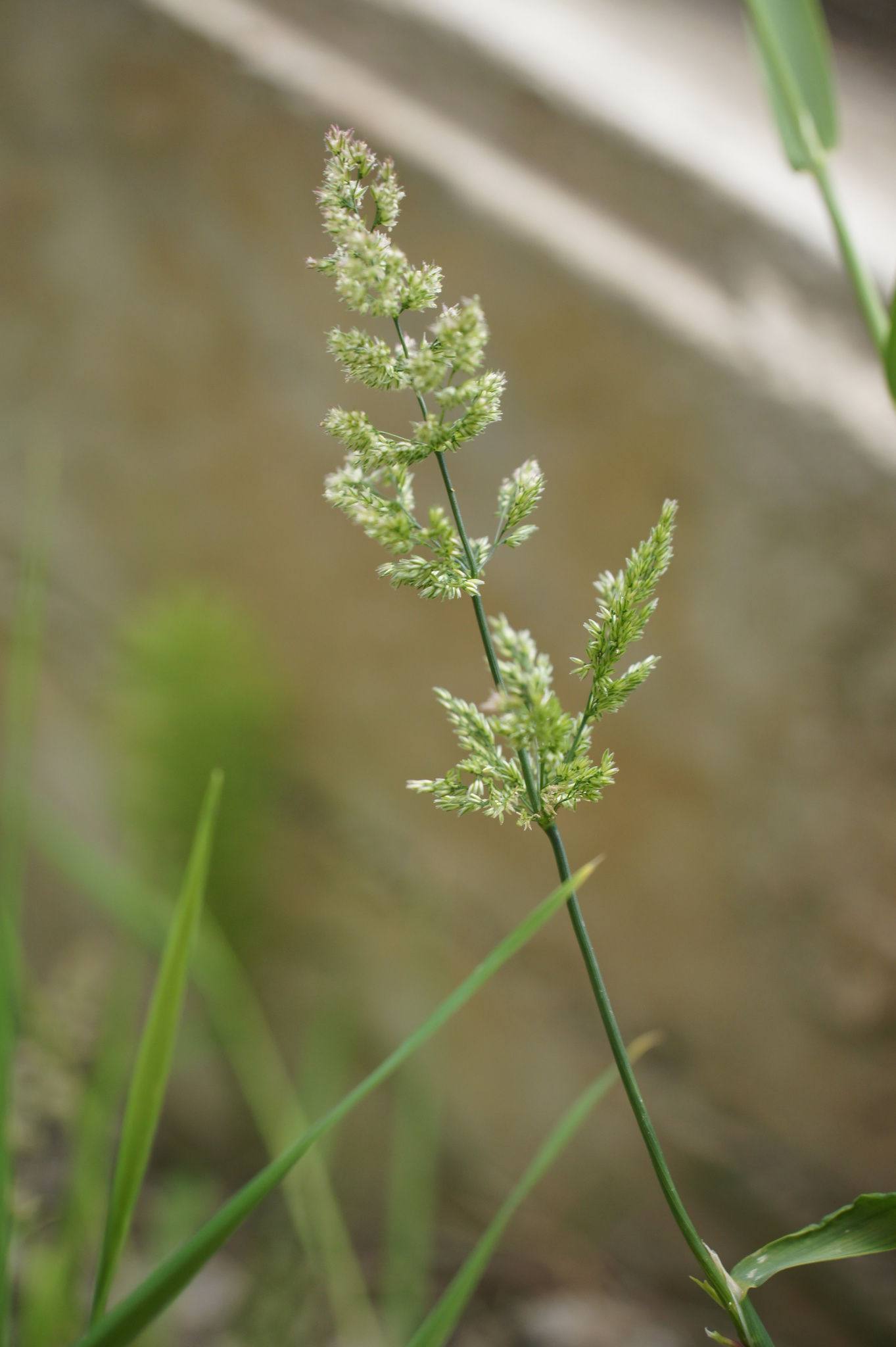 Polypogon viridis