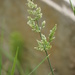 Polypogon viridis - Photo (c) Sam Thomas，保留部份權利CC BY-NC-SA