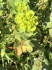 Euphorbia helioscopia