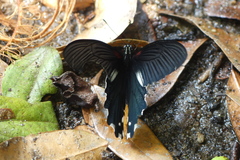 Papilio alcmenor
