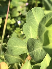 Euphorbia helioscopia