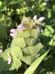 Lamium purpureum