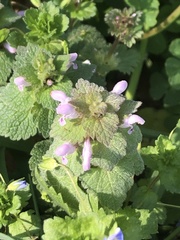 Lamium purpureum