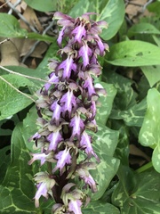 Himantoglossum robertianum