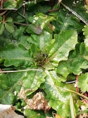 Hypochaeris radicata