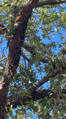 Thectocercus acuticaudatus