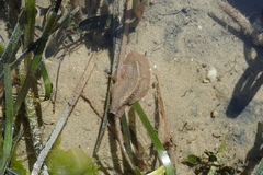 Thysanozoon brocchii