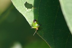 Anaca fasciata
