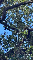 Thectocercus acuticaudatus