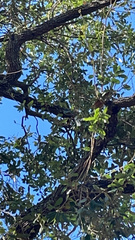 Thectocercus acuticaudatus