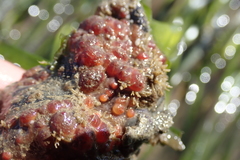 Distomus