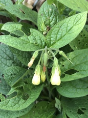 Symphytum tuberosum