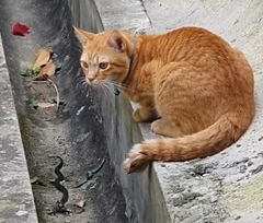 Naja kaouthia