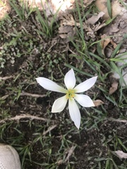 Zephyranthes mesochloa