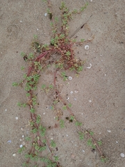Blutaparon portulacoides