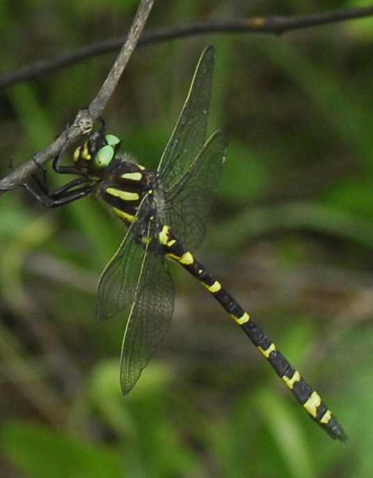 Apache Spiketail