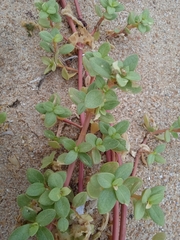 Blutaparon portulacoides